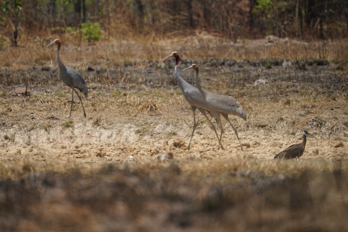 White-shouldered Ibis - ML634712791