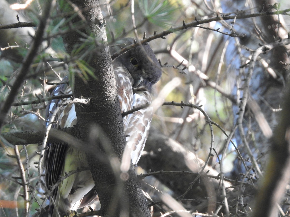 Northern Boobook - ML634712801