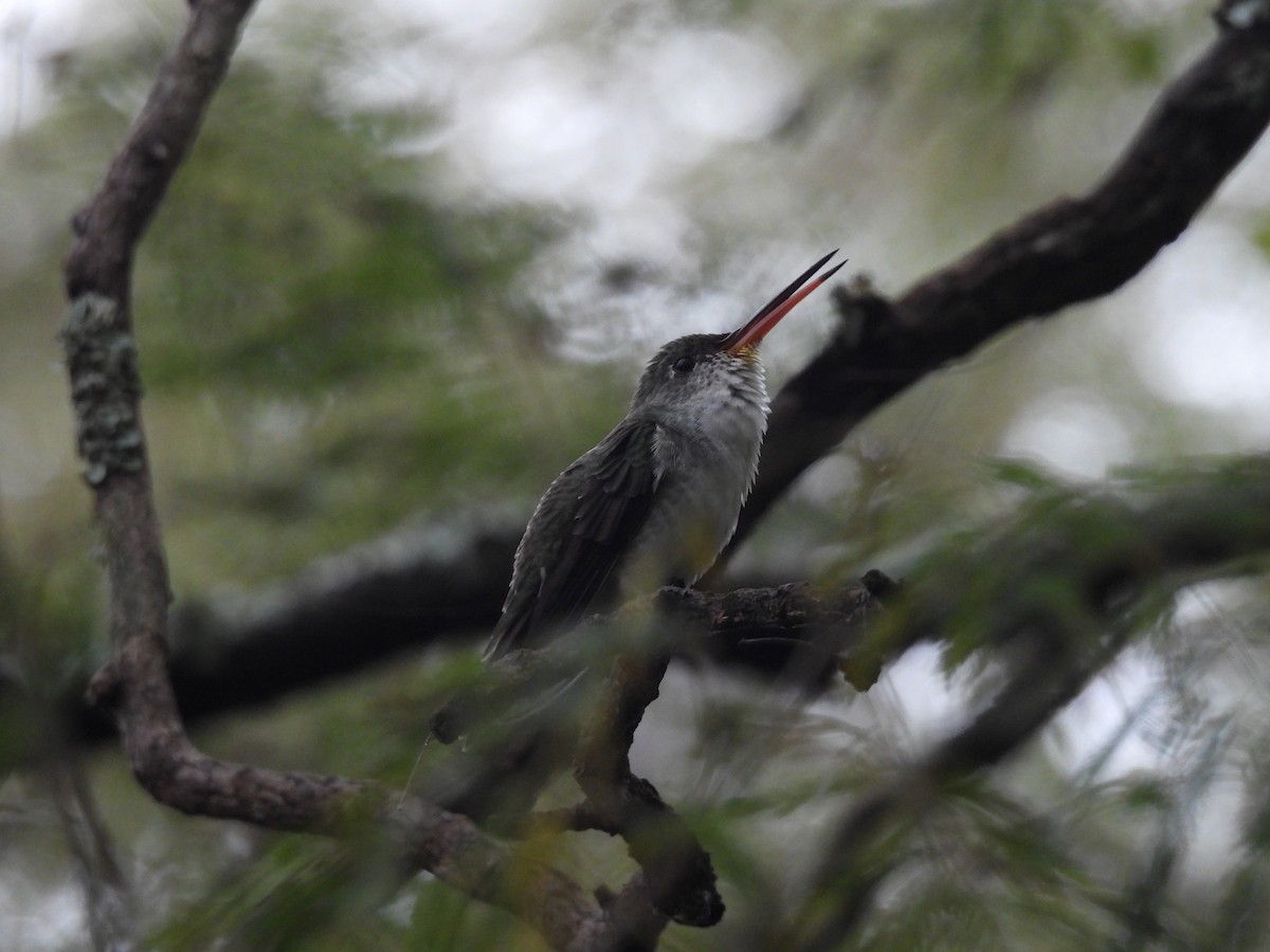 White-bellied Hummingbird - ML634712964