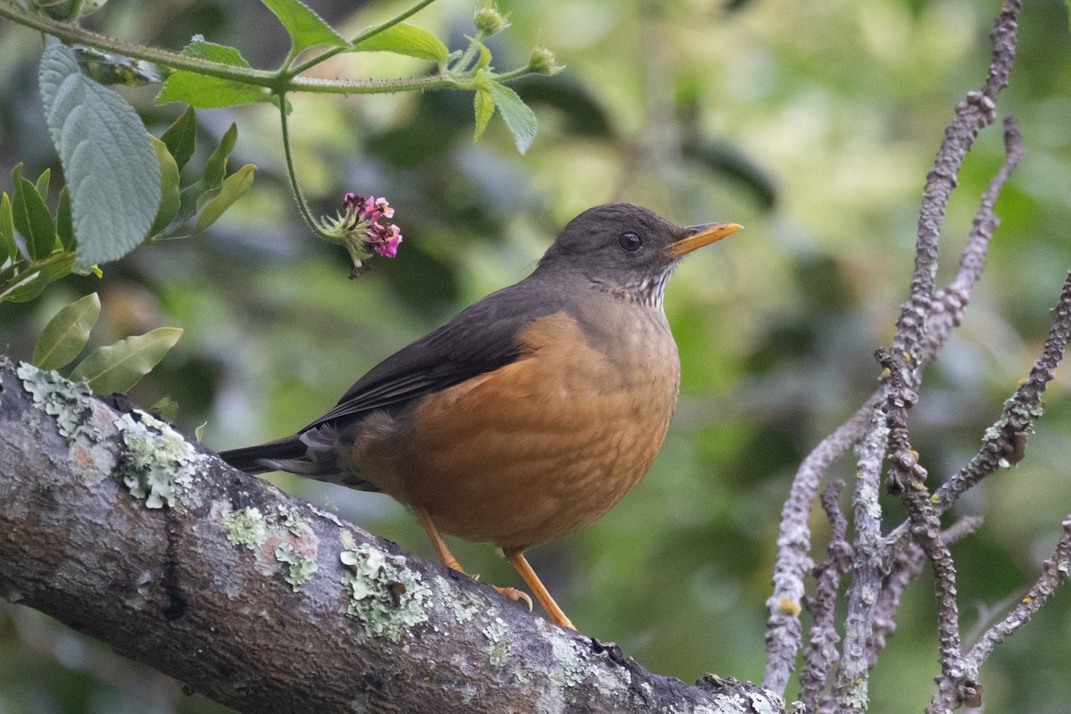 Olive Thrush - ML634713126
