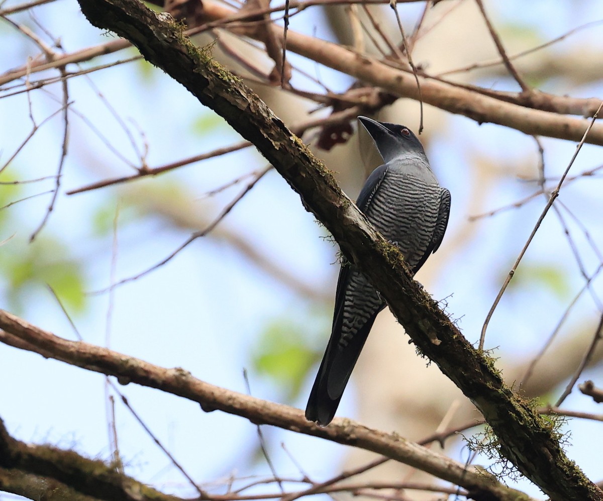Andaman Cuckooshrike - ML634713325
