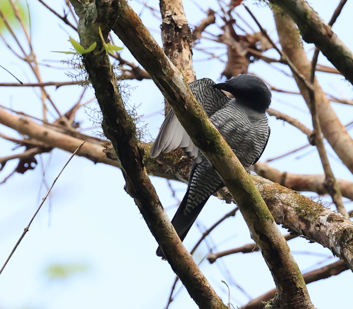 Andaman Cuckooshrike - ML634713326