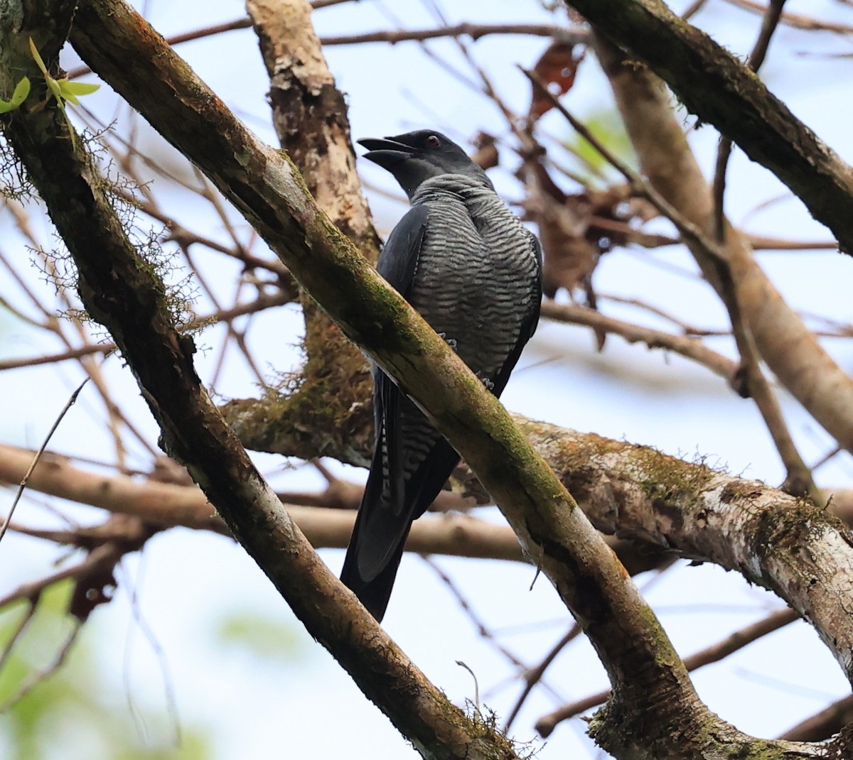Andaman Cuckooshrike - ML634713327