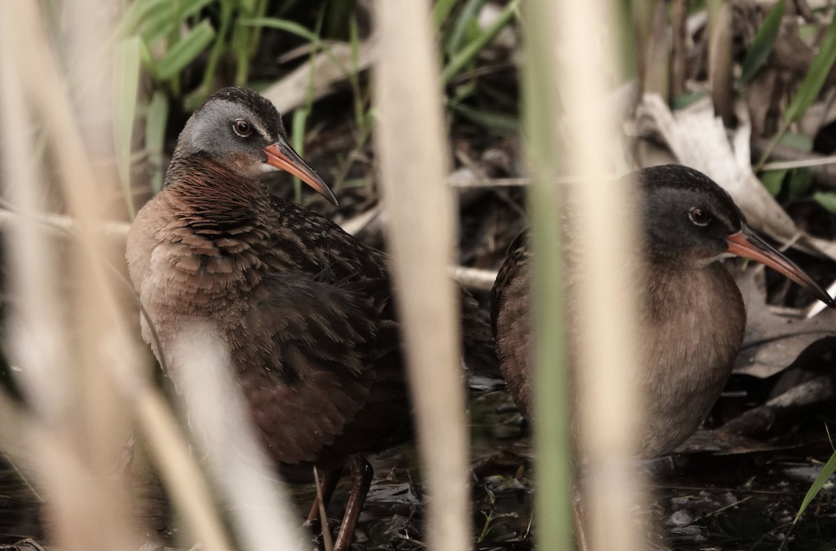 chřástal virginský - ML634713332