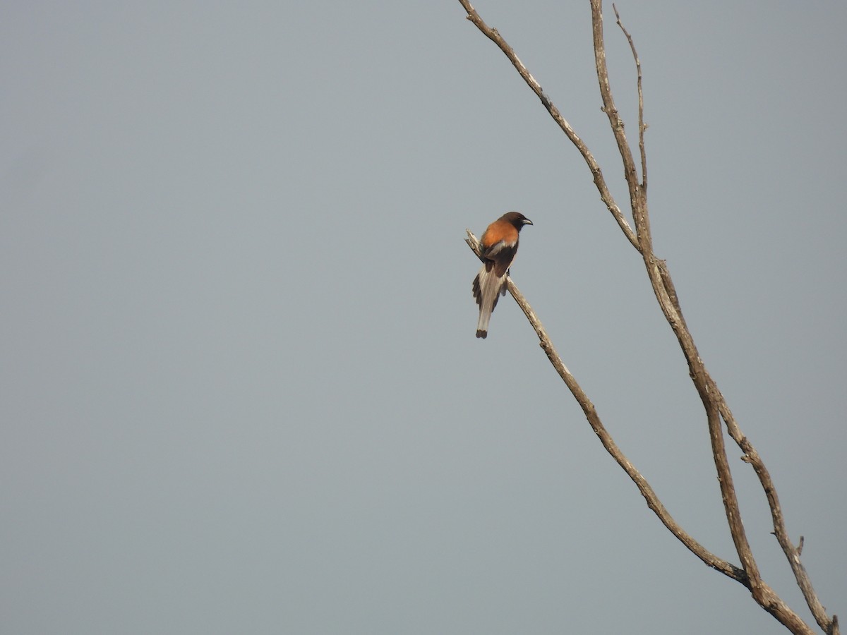 Rufous Treepie - ML634713340