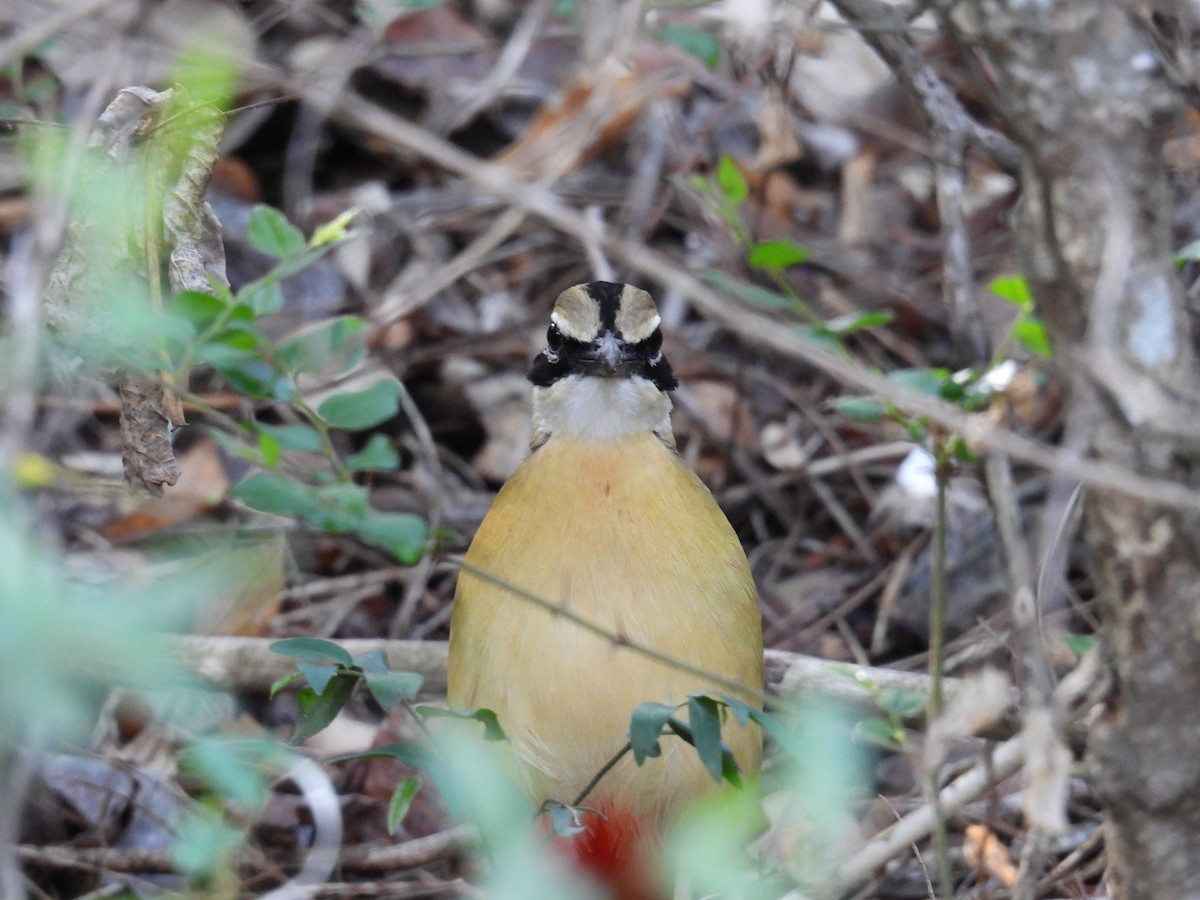 Indian Pitta - ML634713343