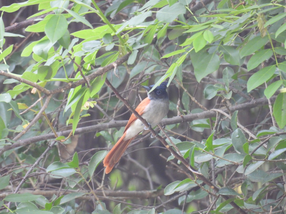 Indian Paradise-Flycatcher - ML634713351