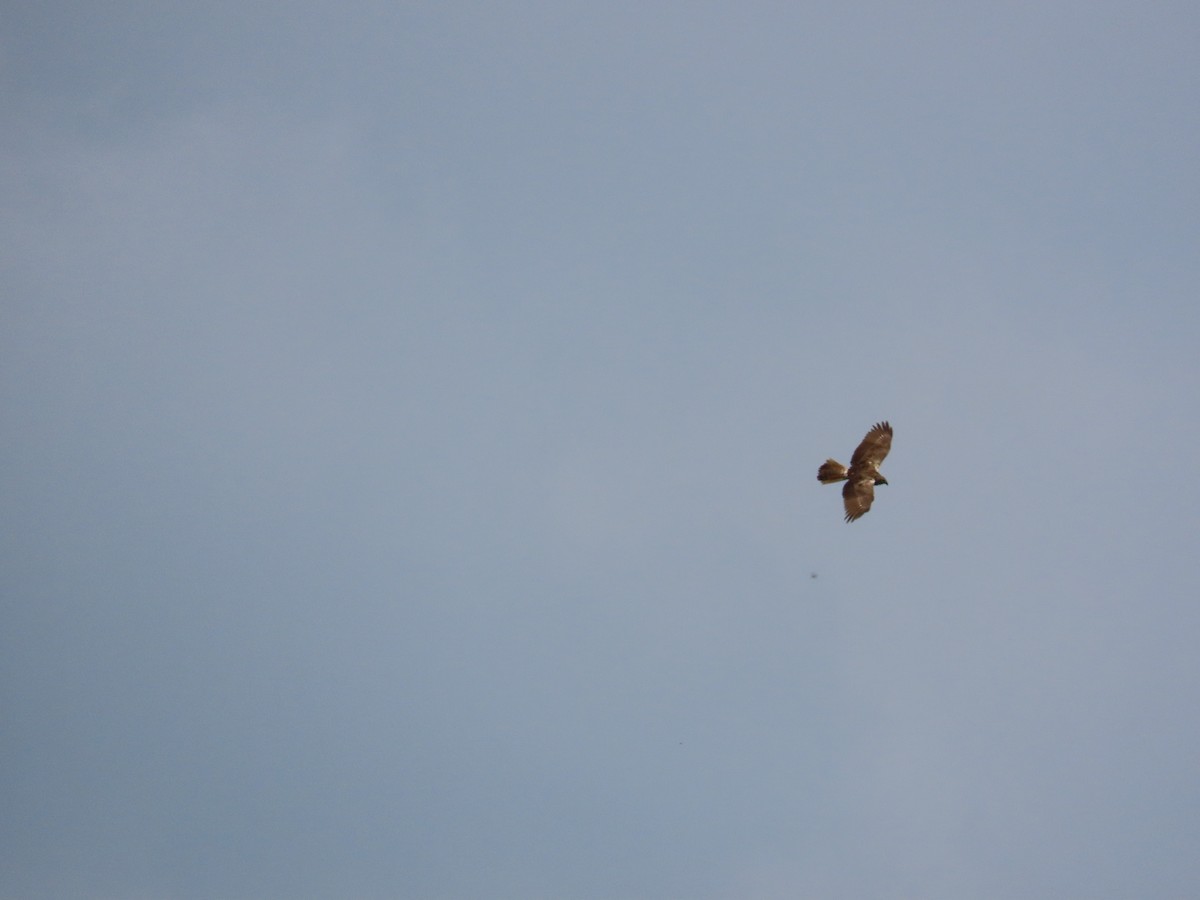 Eastern Marsh Harrier - ML634713352
