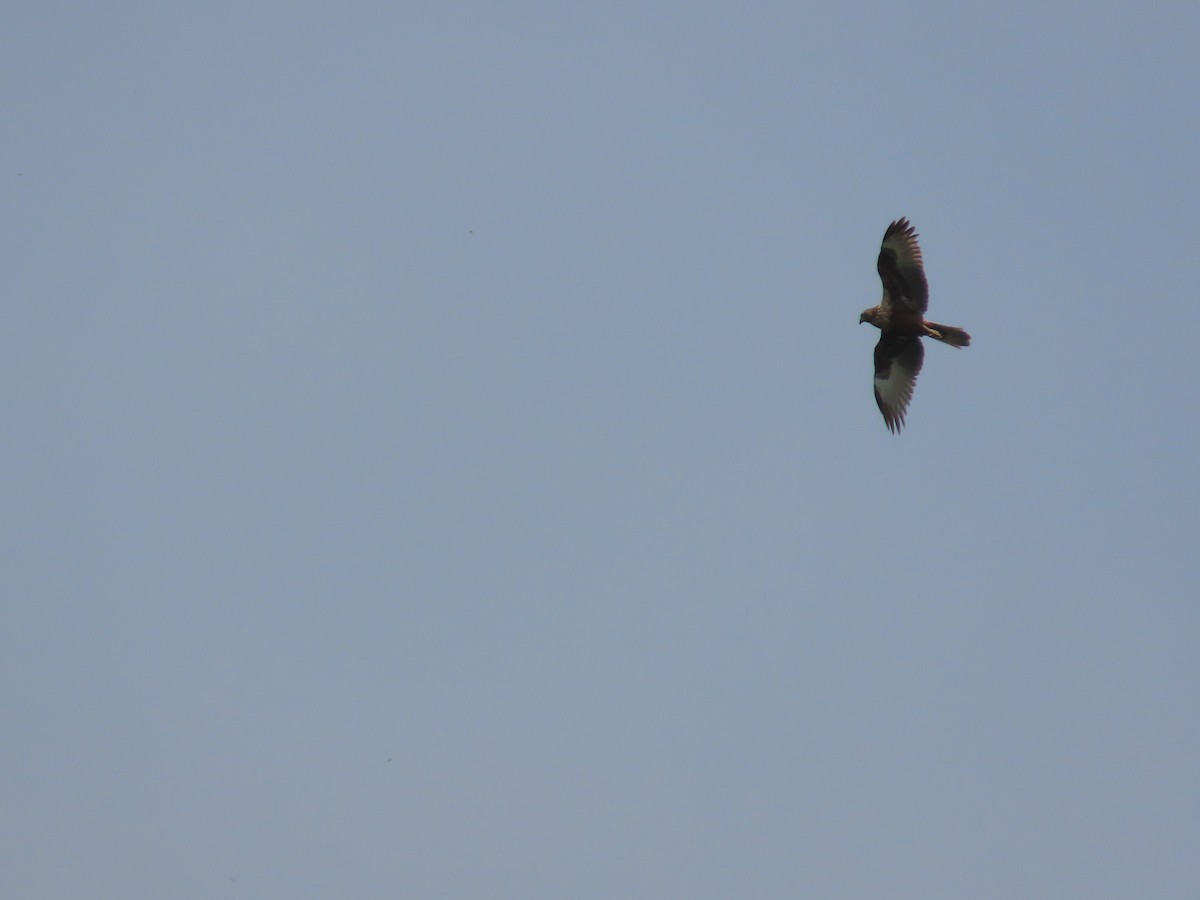 Eastern Marsh Harrier - ML634713354