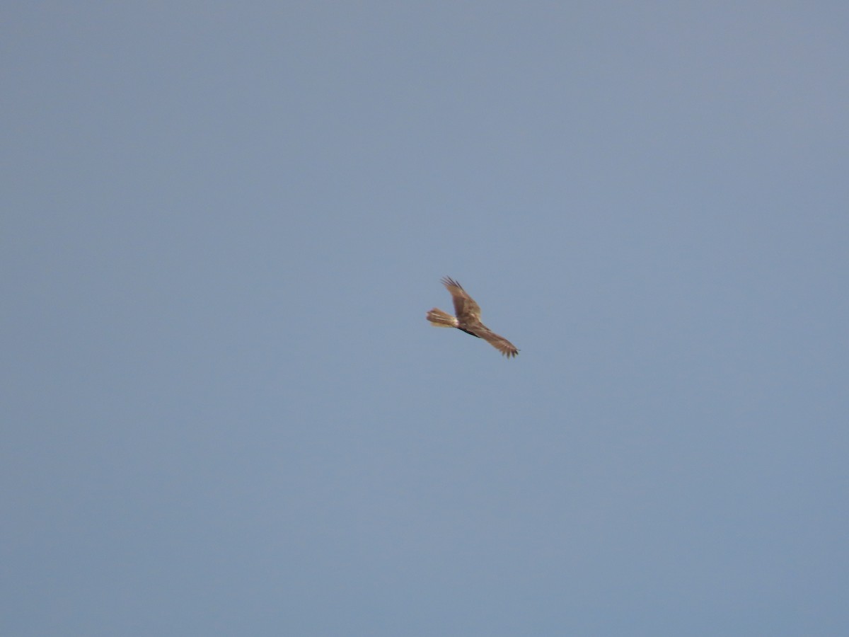 Eastern Marsh Harrier - ML634713355