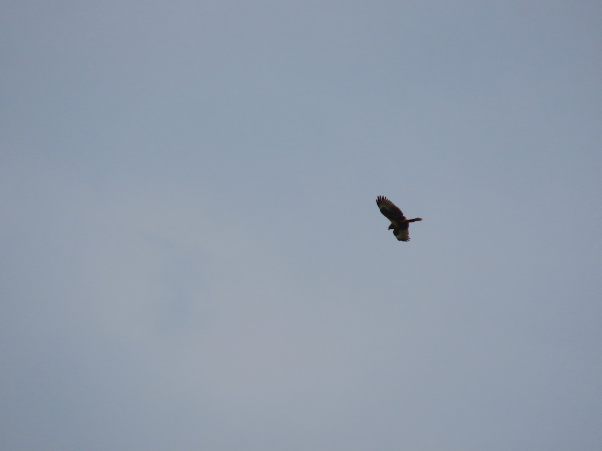 Eastern Marsh Harrier - ML634713357