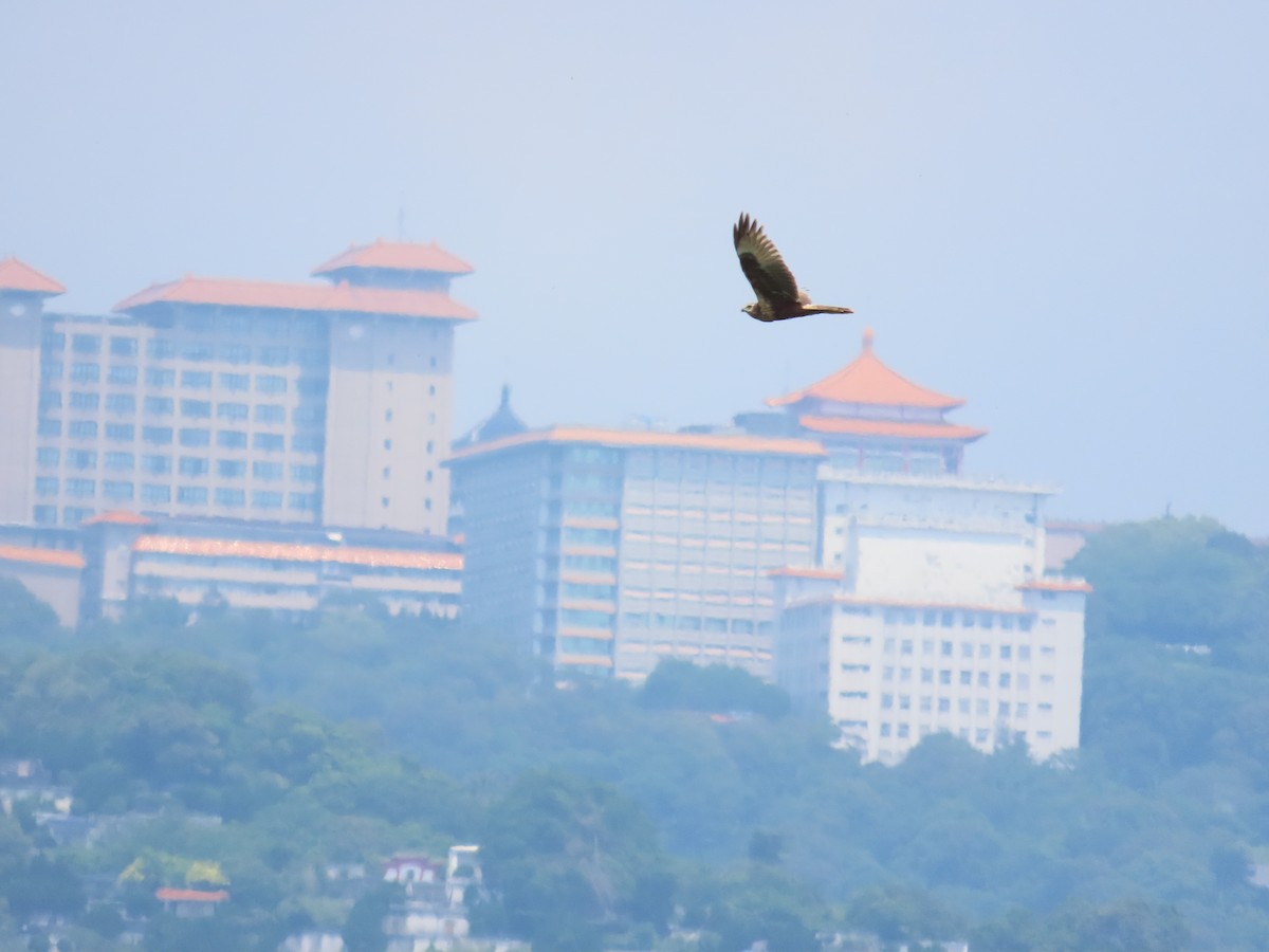 Eastern Marsh Harrier - ML634713359