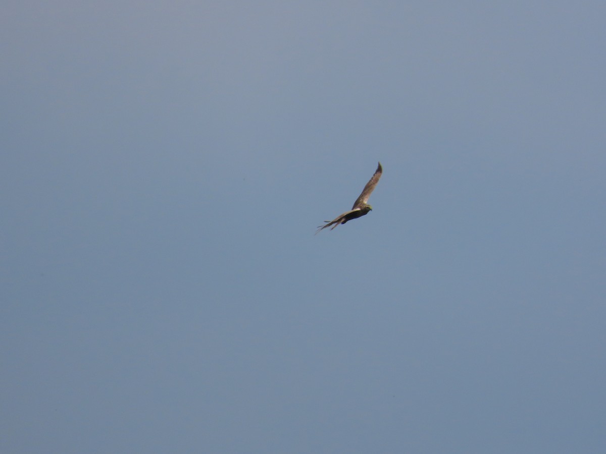 Eastern Marsh Harrier - ML634713360