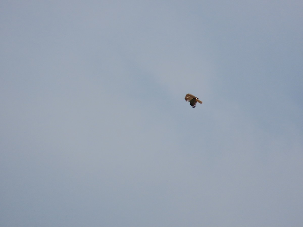 Eastern Marsh Harrier - ML634713361
