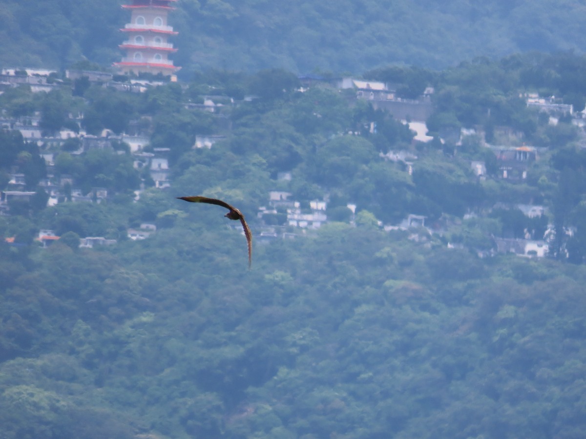 Eastern Marsh Harrier - ML634713362