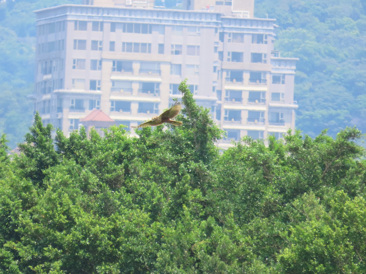 Eastern Marsh Harrier - ML634713363