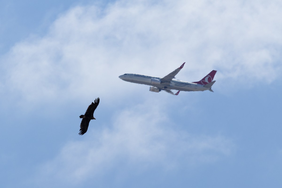 Cinereous Vulture - ML634713416