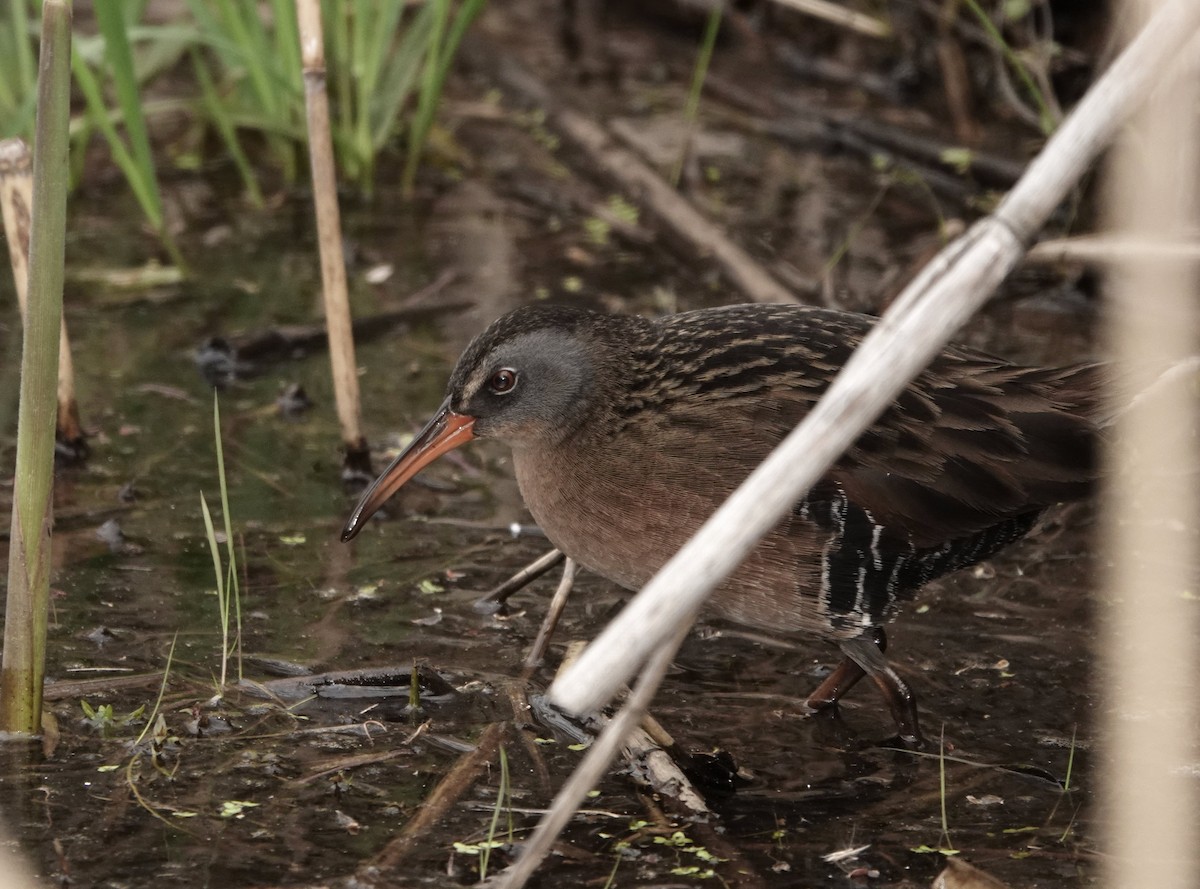 chřástal virginský - ML634713439