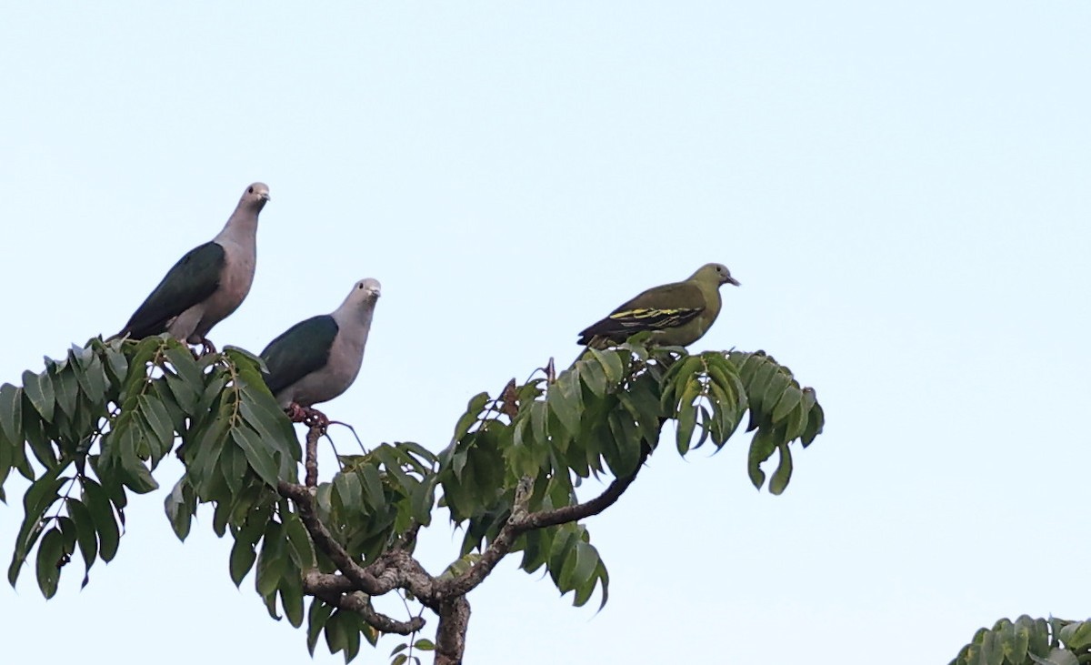Andaman Green-Pigeon - ML634713468