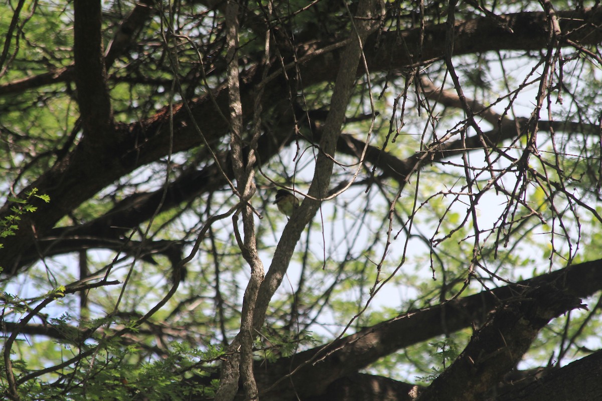 Northern Brownbul - ML634713723