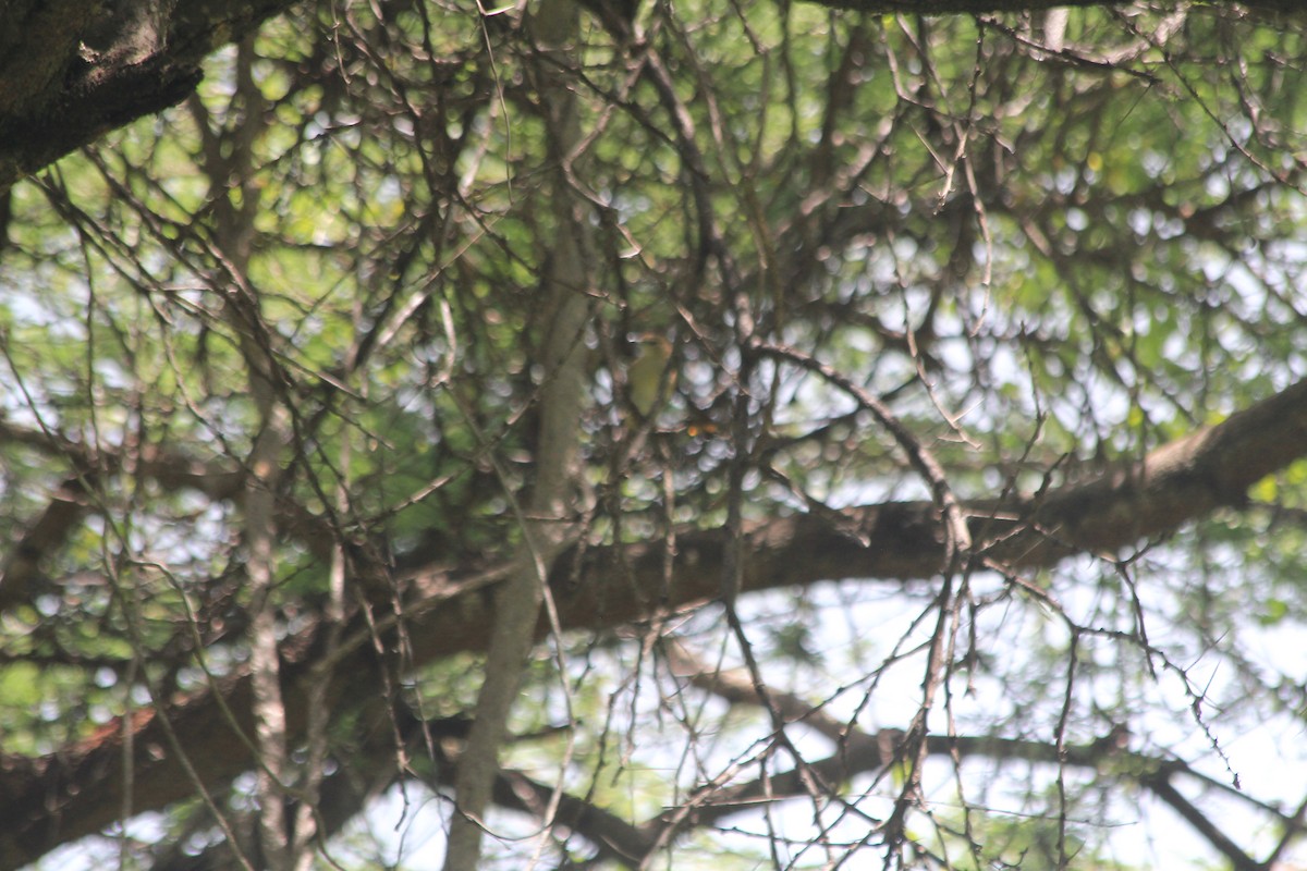 Northern Brownbul - ML634713724
