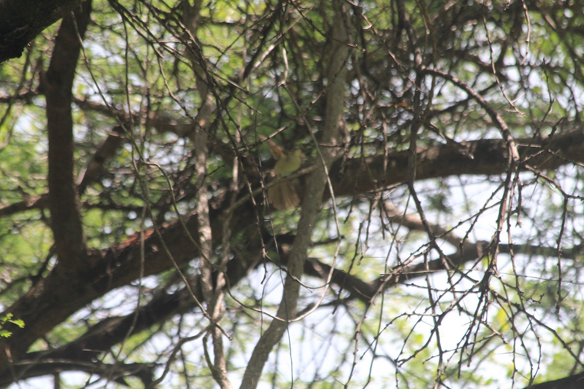 Northern Brownbul - ML634713725