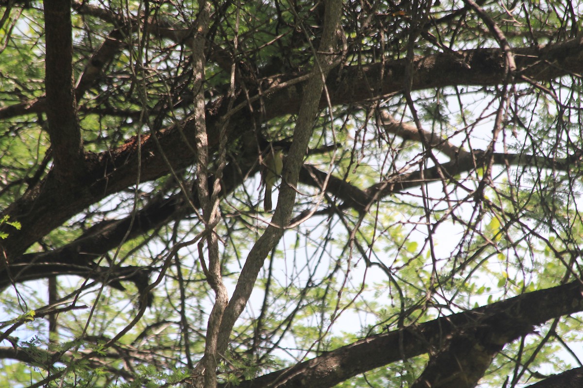 Northern Brownbul - ML634713726