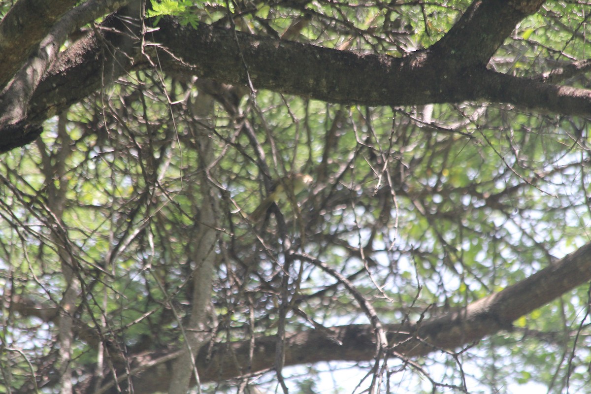 Northern Brownbul - ML634713727