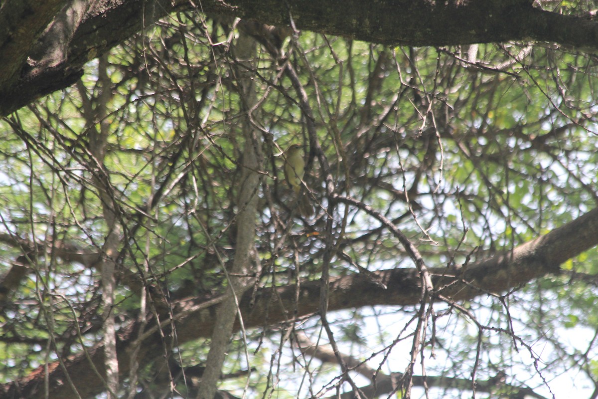 Northern Brownbul - ML634713728