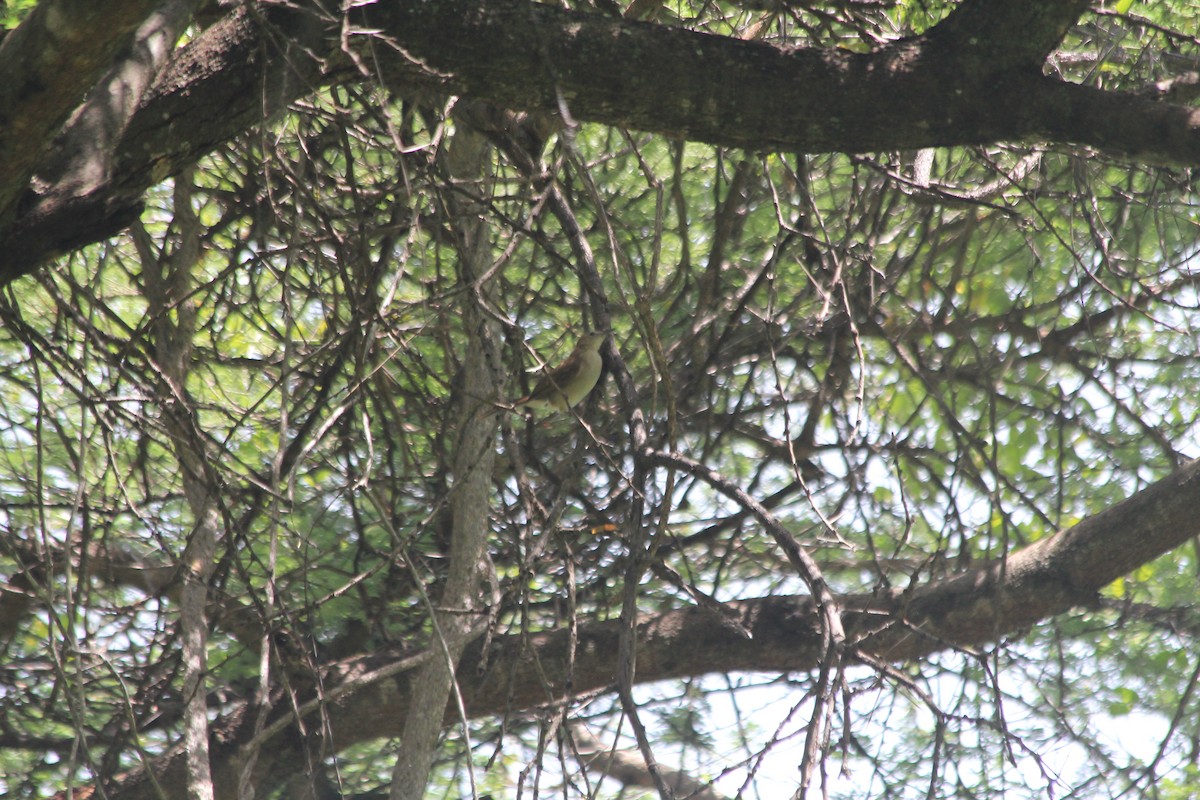 Northern Brownbul - ML634713729