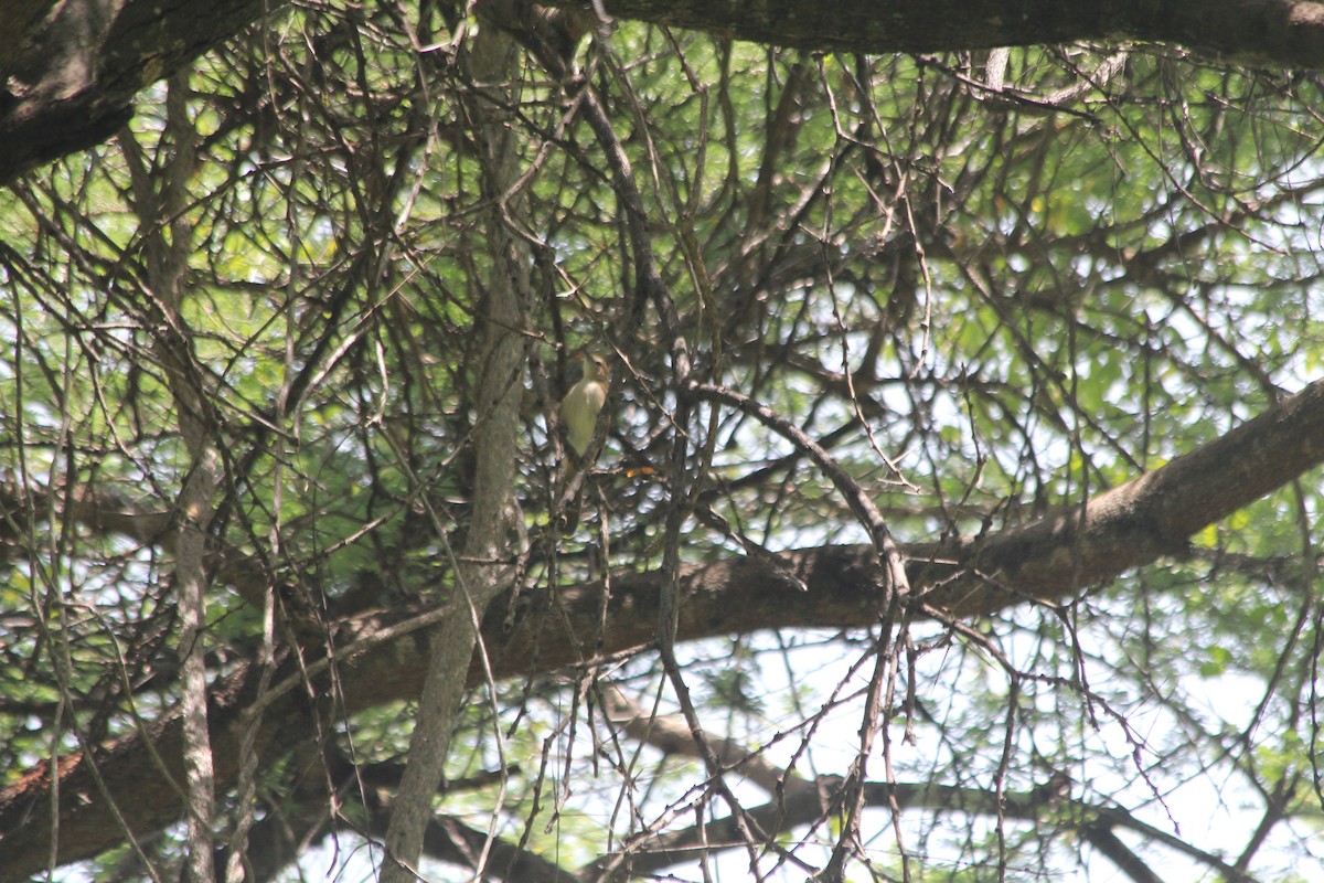Northern Brownbul - ML634713730