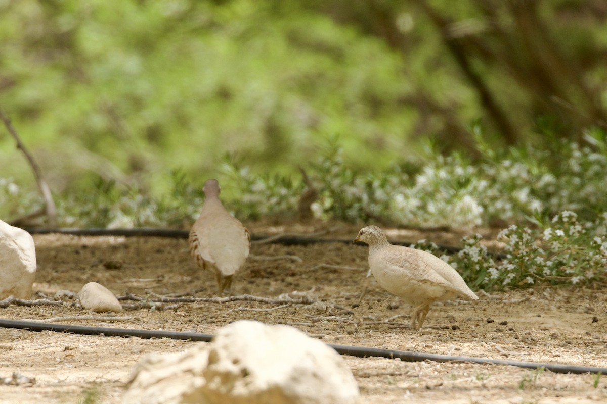Sand Partridge - ML634713861
