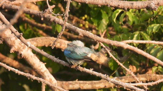 Blue-gray Tanager - ML634713869