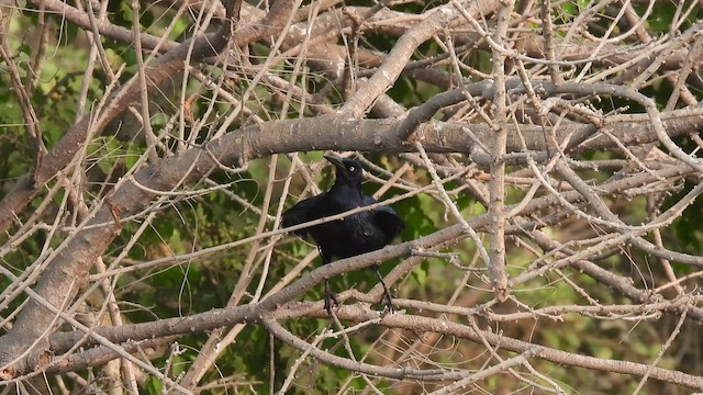 Carib Grackle - ML634713898