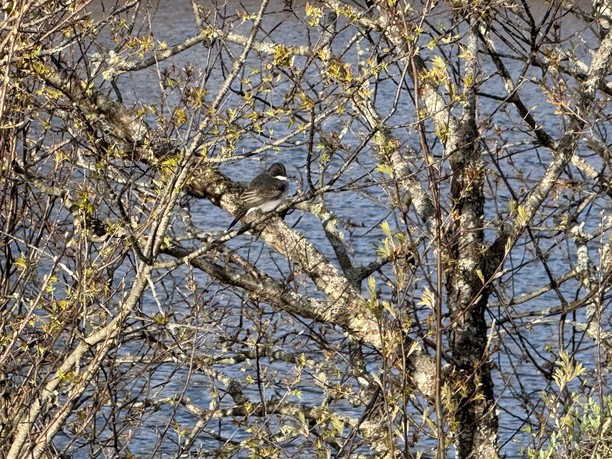 Eastern Kingbird - ML634713947