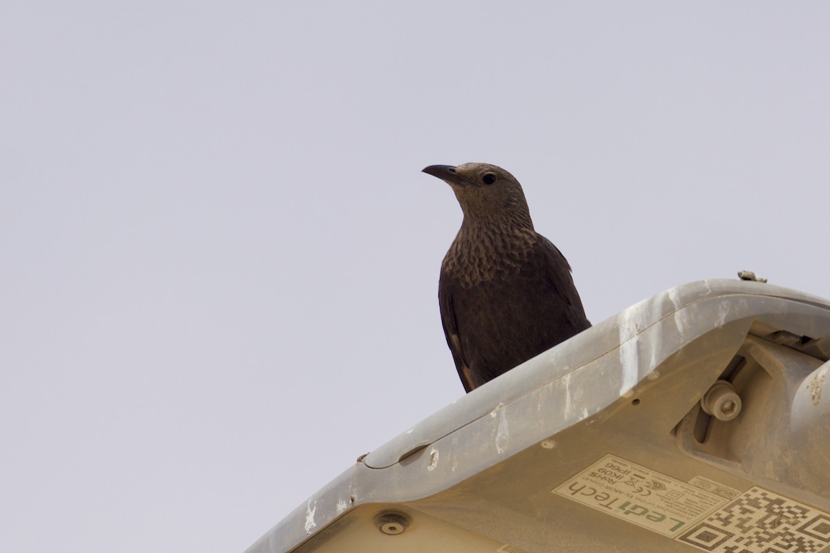 Tristram's Starling - ML634713949