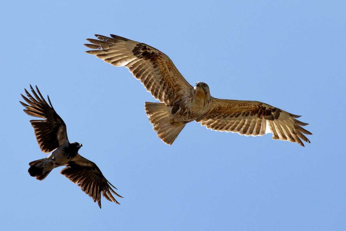 Long-legged Buzzard - ML634714116
