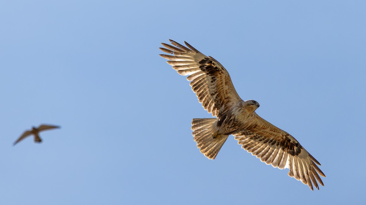 Long-legged Buzzard - ML634714135