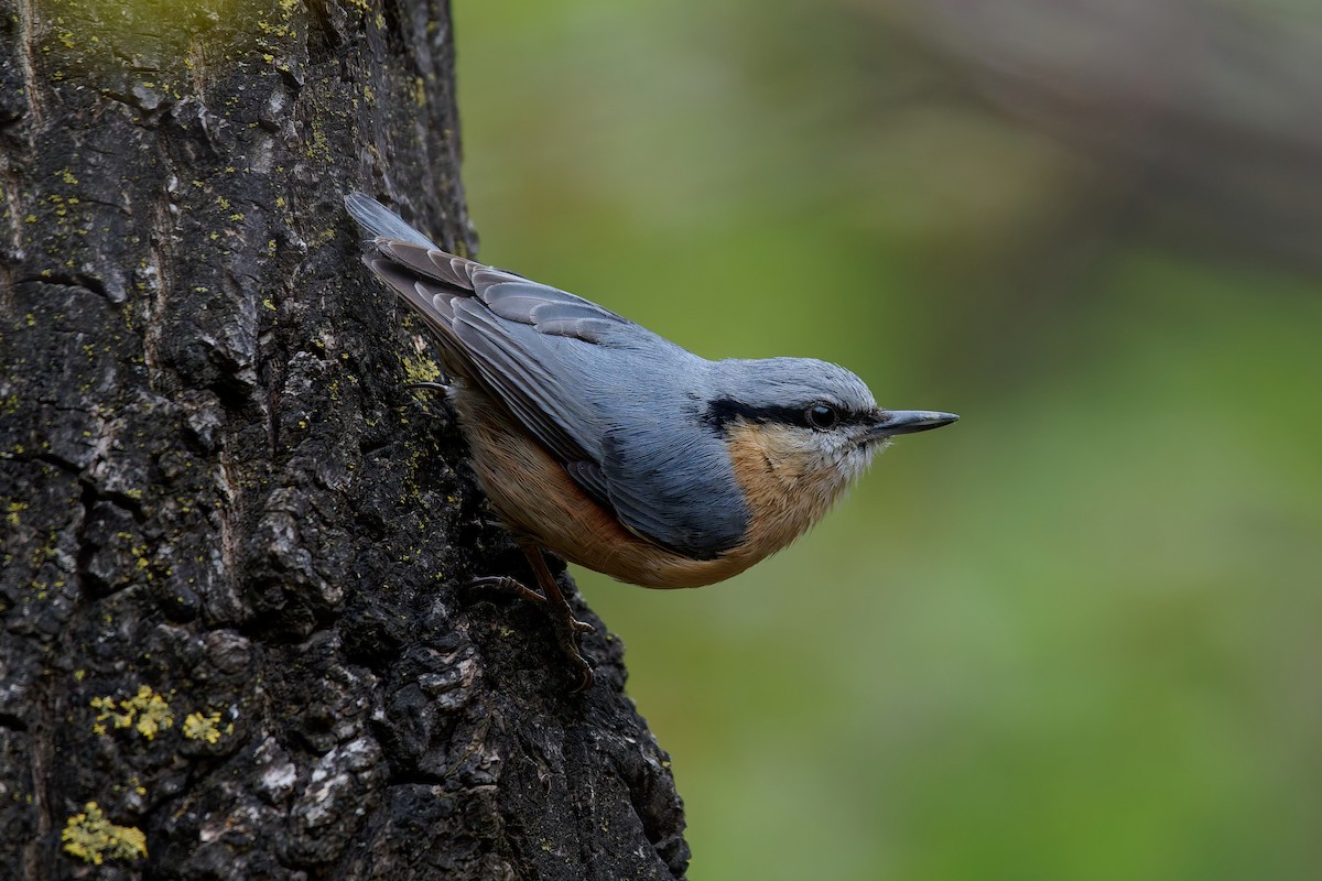 Garrapo eurasiarra - ML634714261