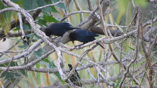 Chestnut-capped Blackbird - ML634714269
