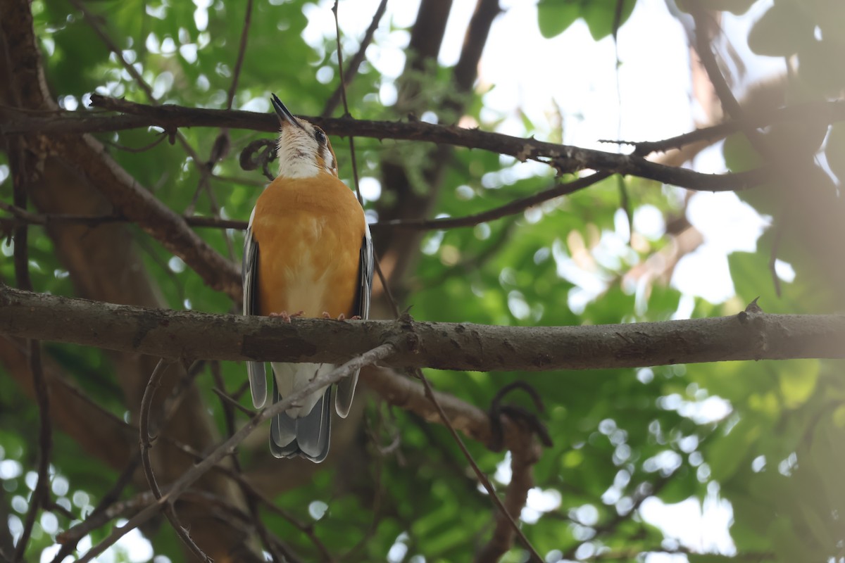 Orange-headed Thrush - ML634714276