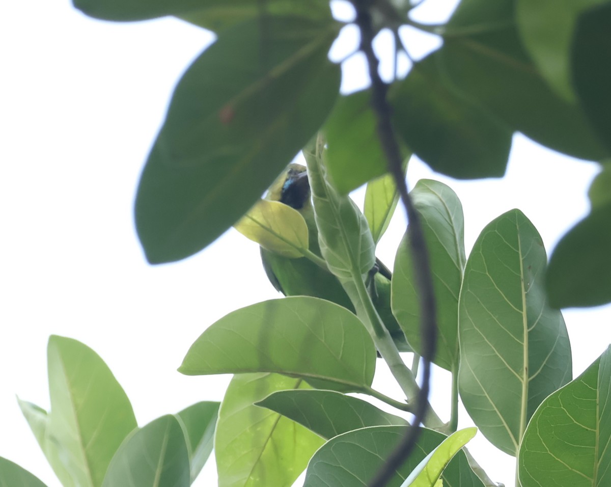 Jerdon's Leafbird - ML634714298