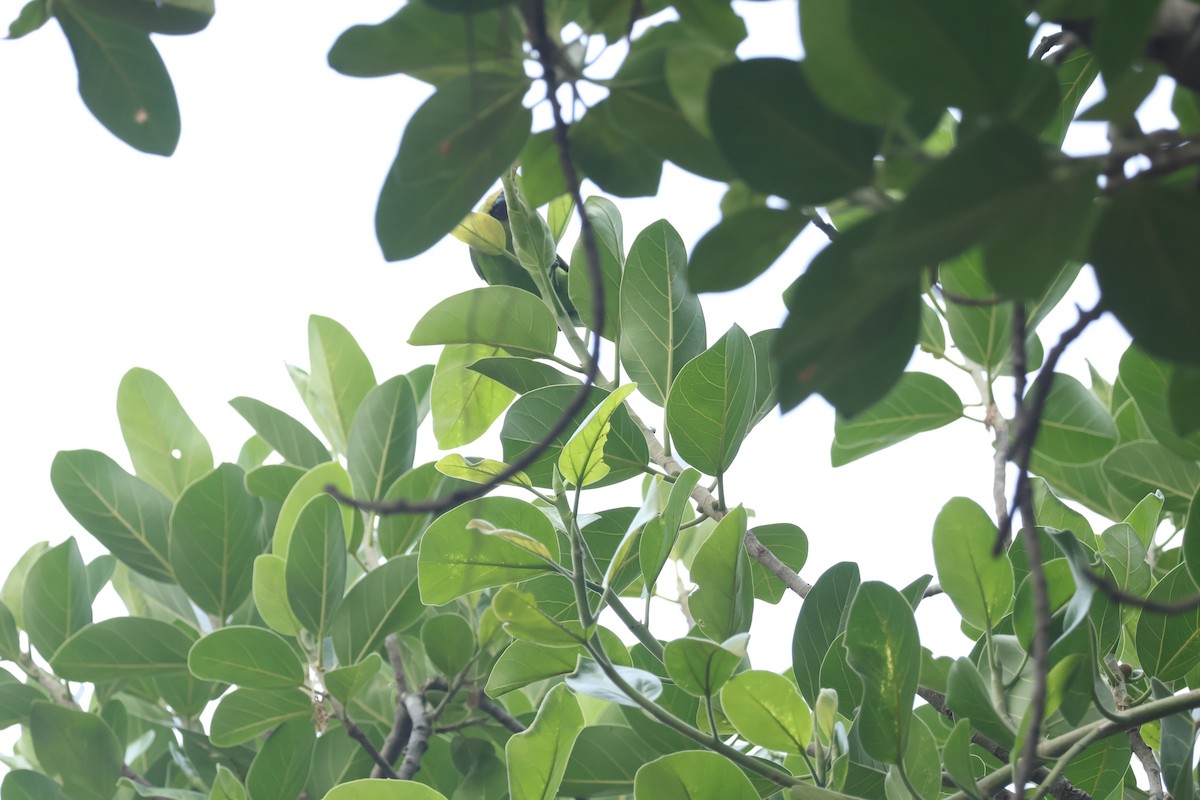 Jerdon's Leafbird - ML634714300