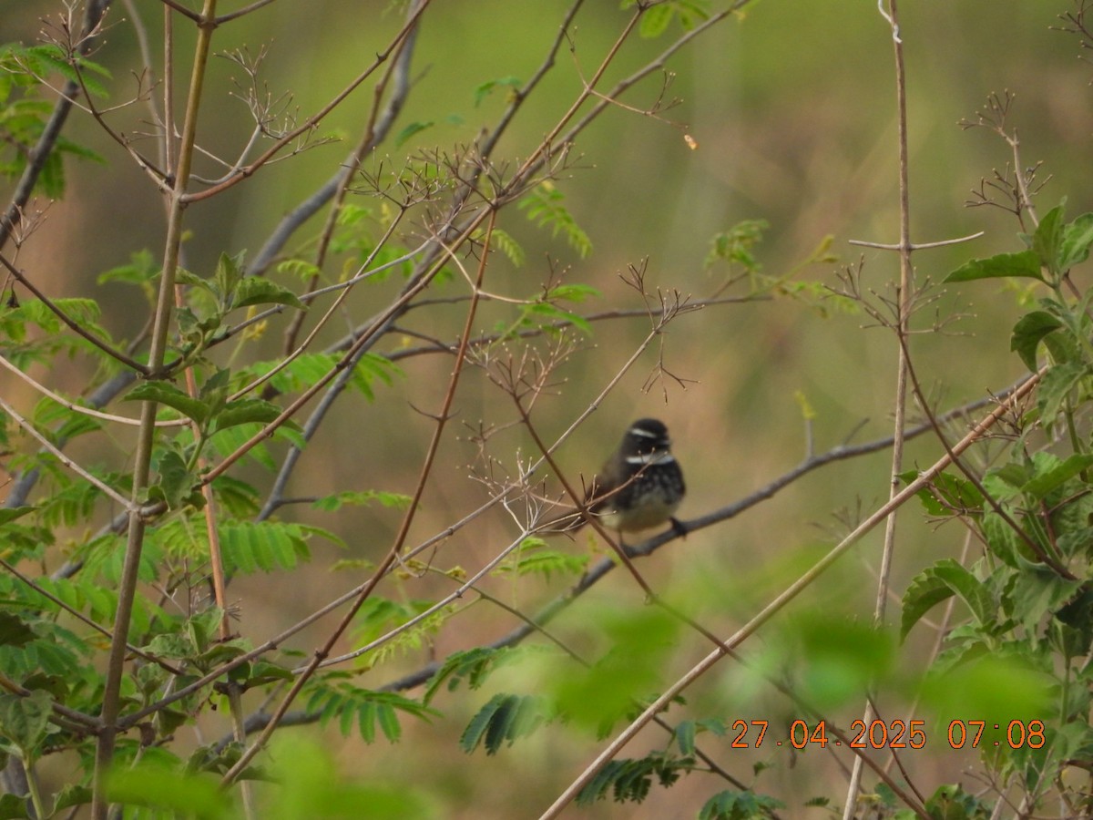 Spot-breasted Fantail - ML634714302