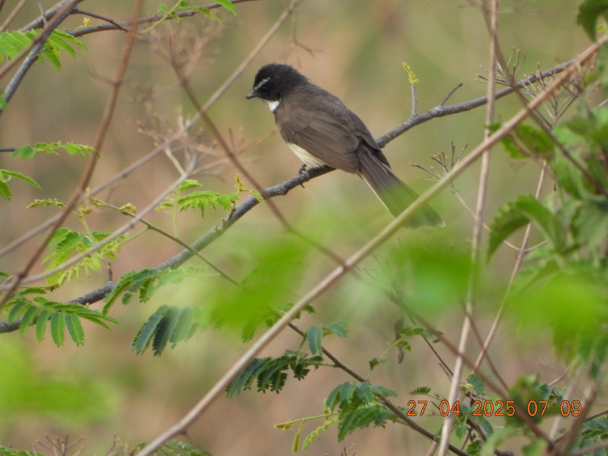 Spot-breasted Fantail - ML634714304