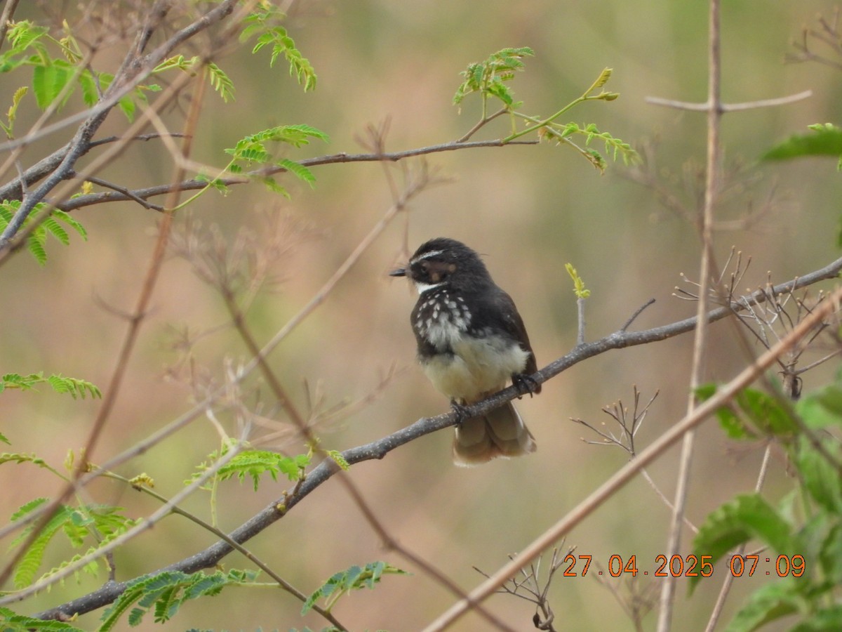 Spot-breasted Fantail - ML634714306