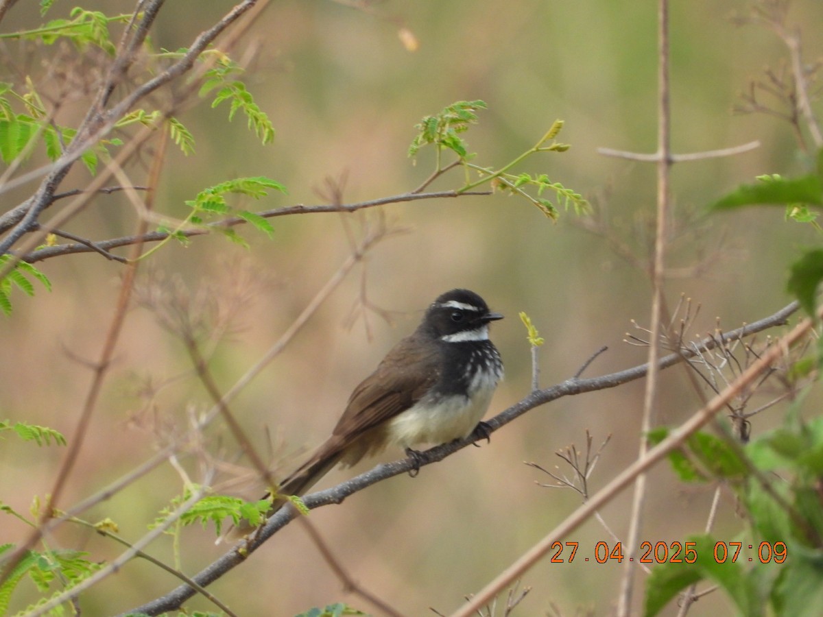 Spot-breasted Fantail - ML634714307
