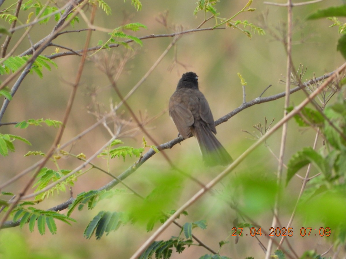 Spot-breasted Fantail - ML634714308