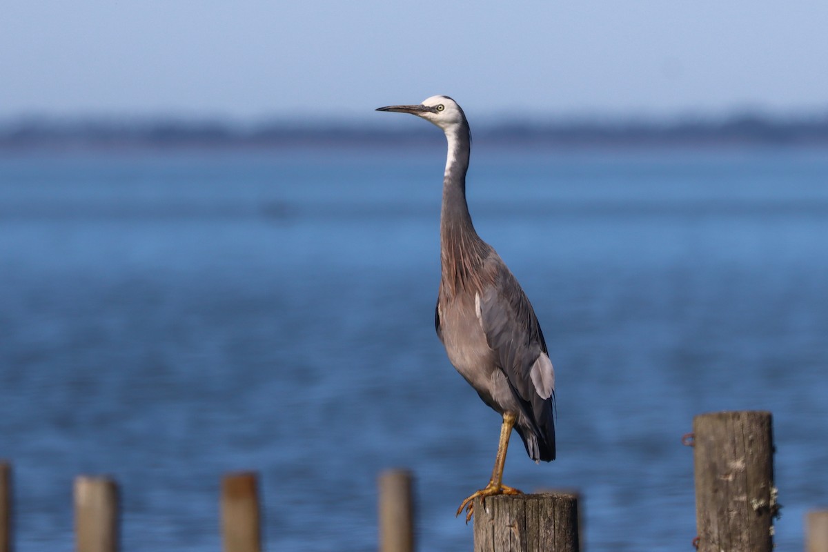 White-faced Heron - ML634714340