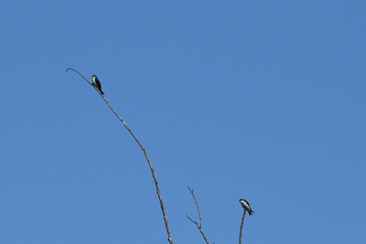Tree Swallow - ML634714395